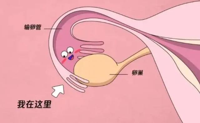 兴义捐卵代怀生子