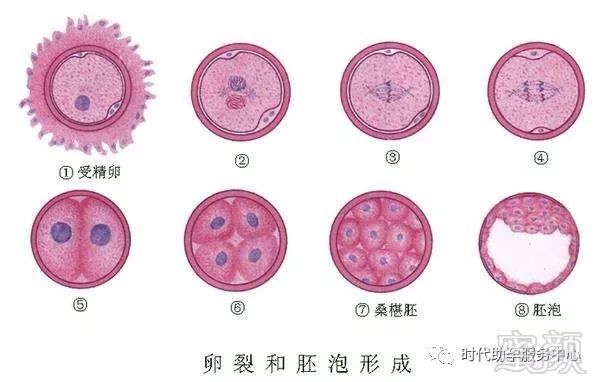 上海捐卵招聘联系